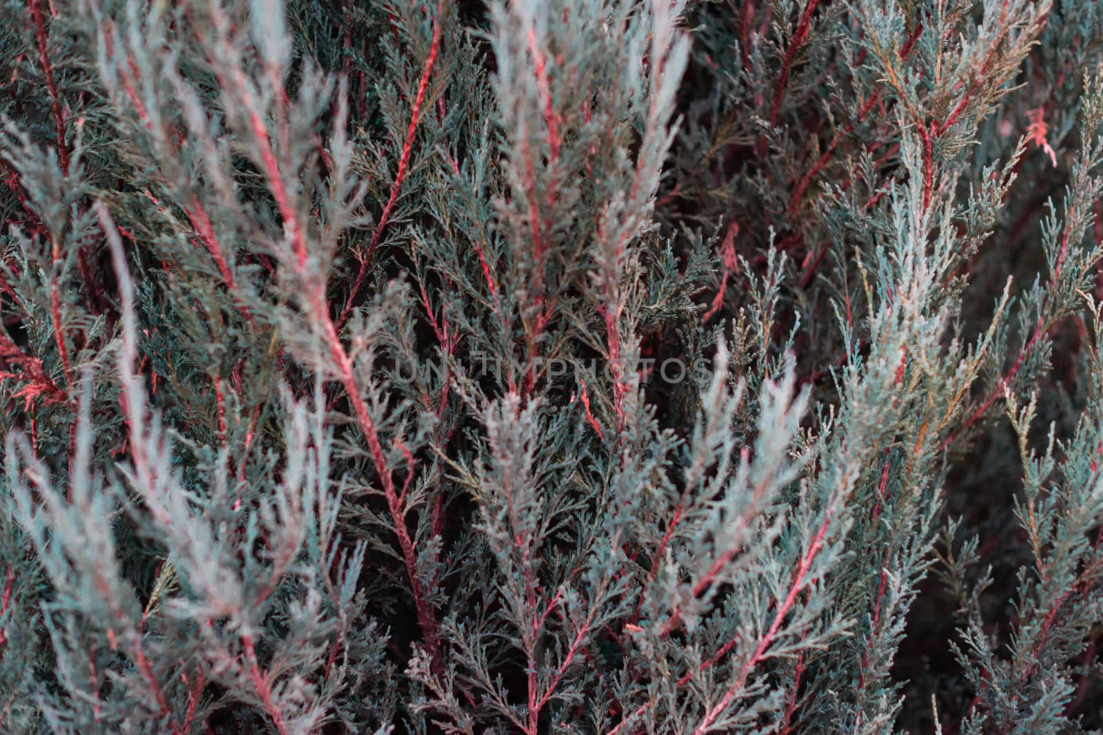 Tuja leaves closeup. Leaves are dark green colour and branches are dark red colour.