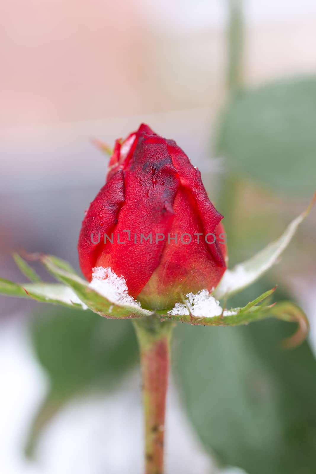 Closed frozen rose flower closeup on blurred winter background. Soft socus on rose.