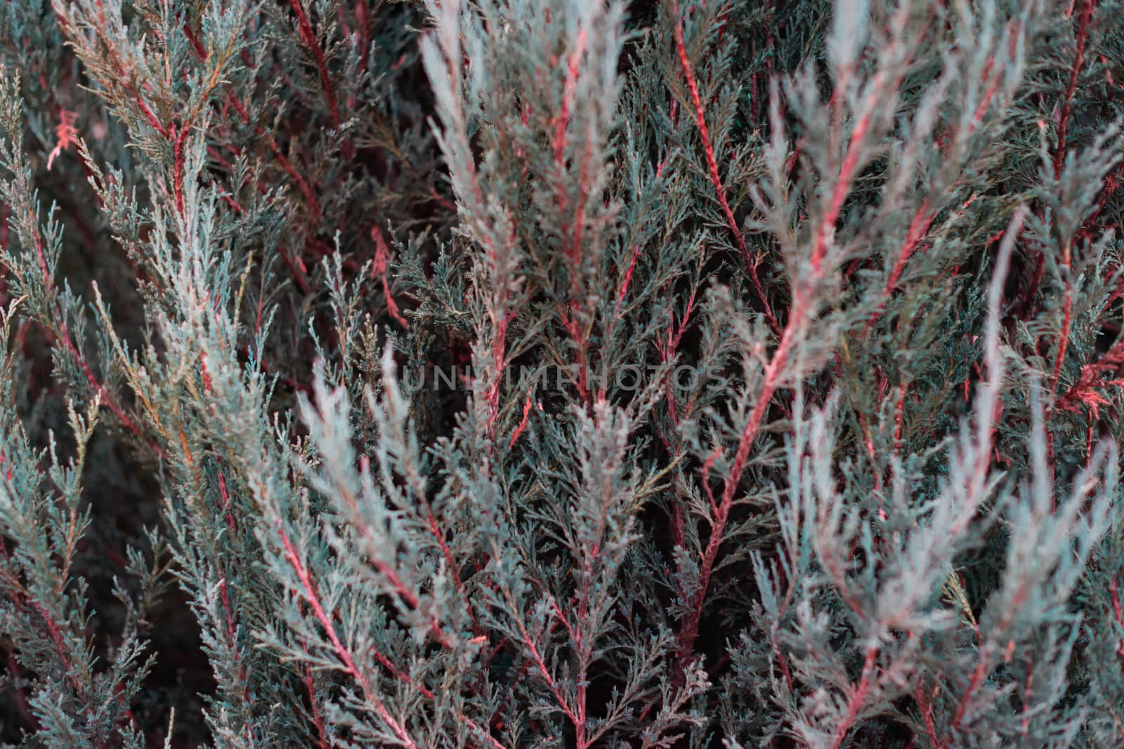 Tuja leaves closeup. Leaves are dark green colour and branches are dark red colour. 