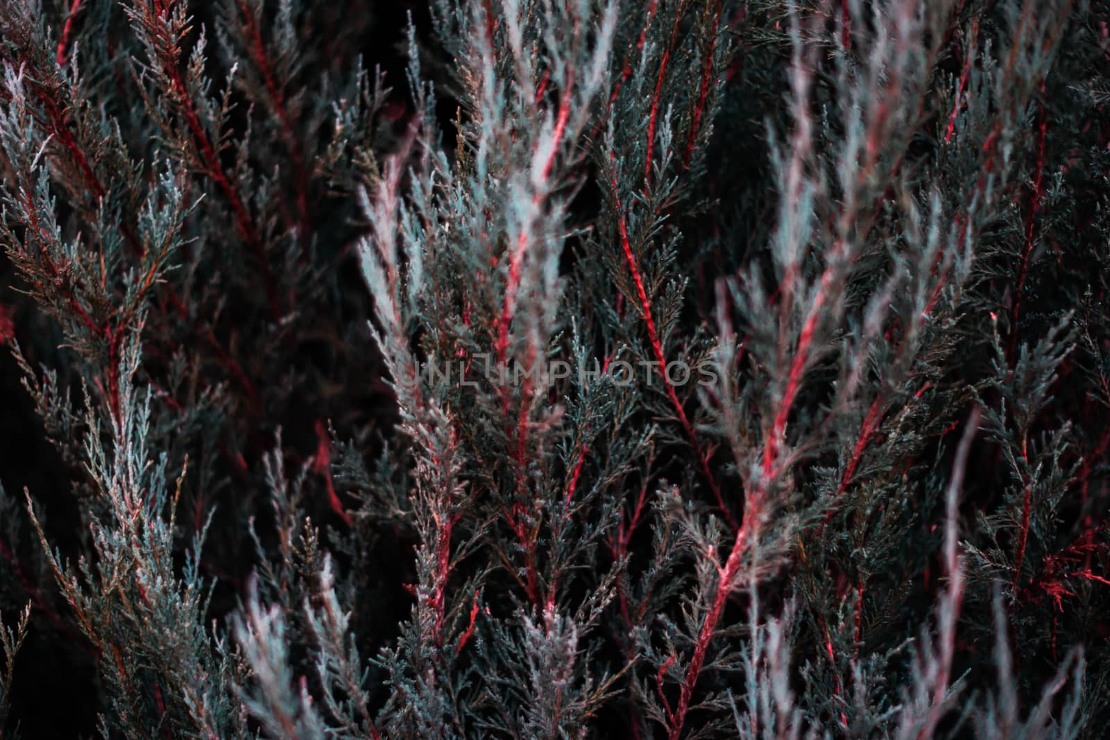 Tuja leaves closeup. Leaves are dark green colour and branches are dark red colour. 