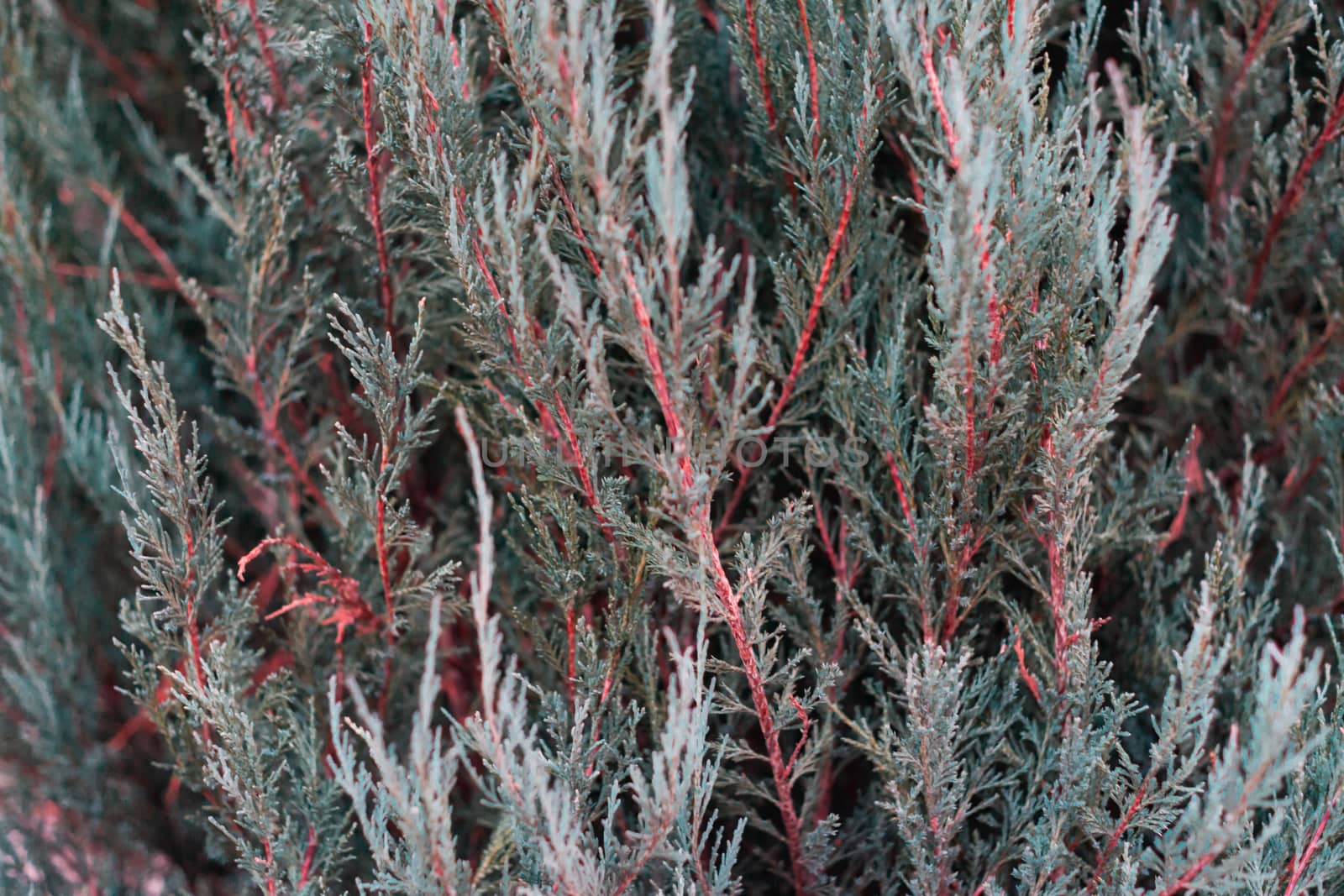Tuja leaves closeup. Leaves are dark green colour and branches are dark red colour. 