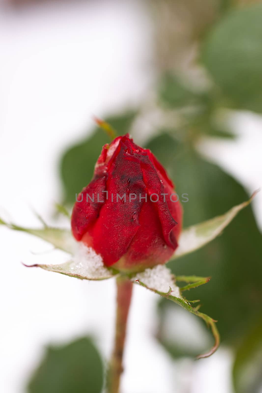 Closed frozen rose flower closeup on blurred winter background. Soft socus on rose.