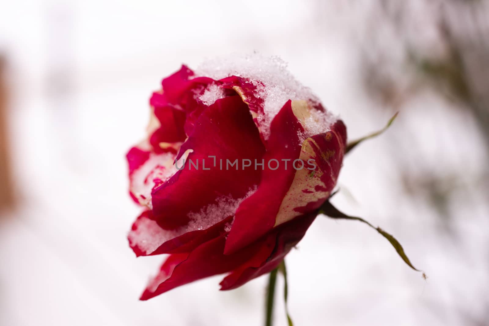 Frozen rose flower closeup on blurred winter background. Soft socus on rose. Snow lies on rose flower.