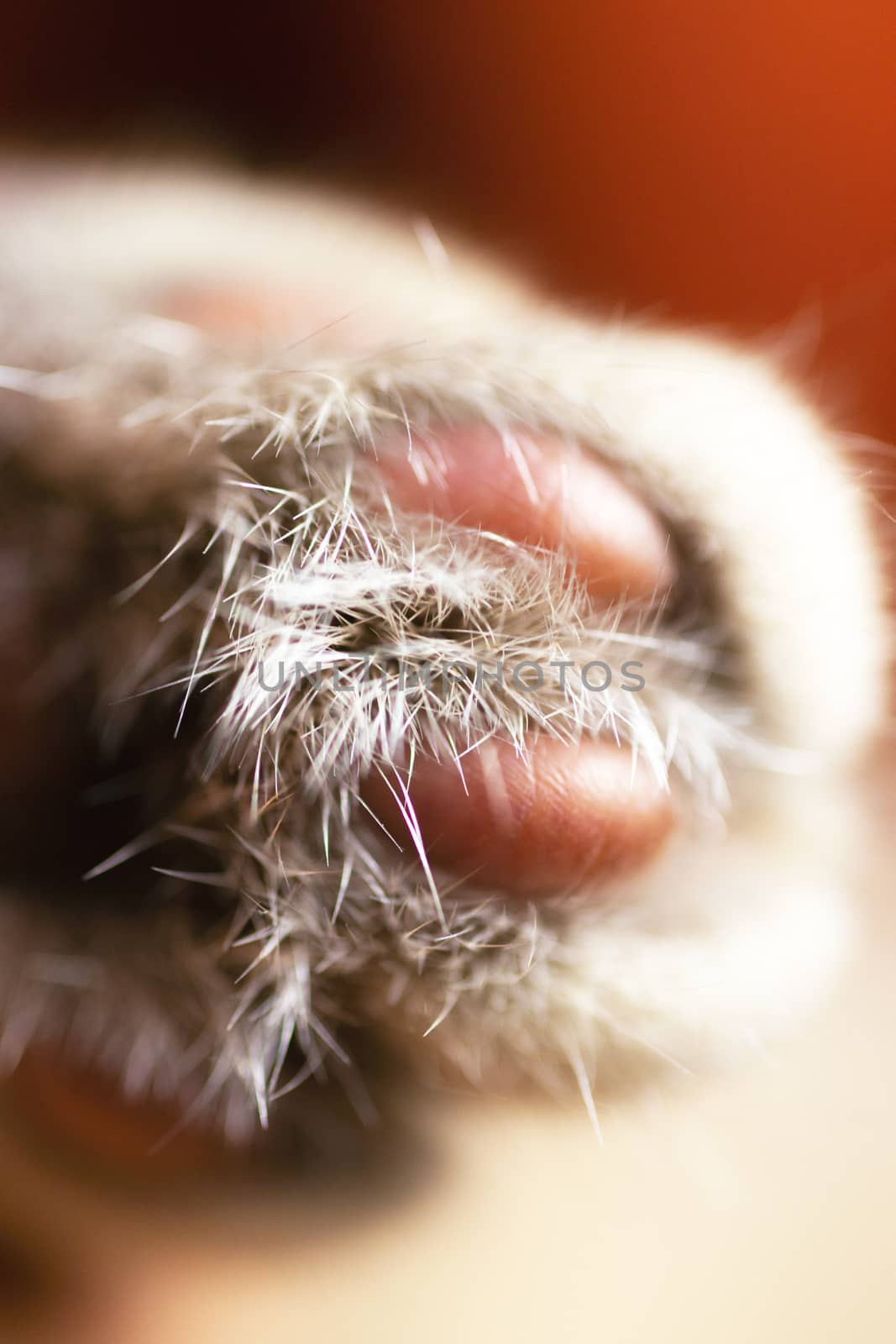 Clean cat paw closeup view. Relaxing cat photo with blurred background.