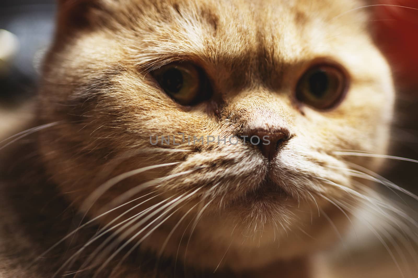 Temperamental british domestic cat looks at you closeup with blurred background.