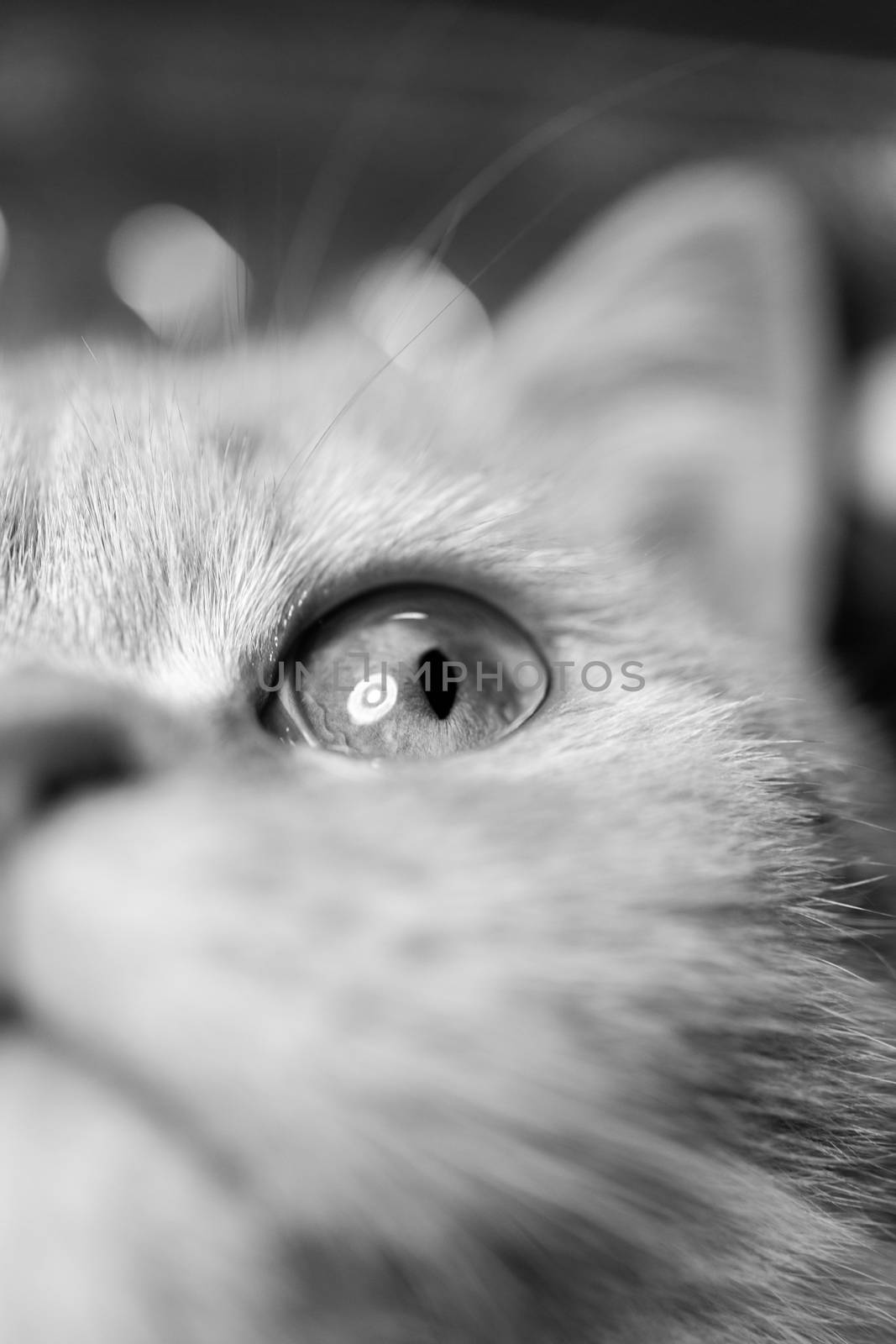 Temperamental british domestic cat looking up with one eye. Closeup view. Black and white photo. Monochrome photo with blurred background.