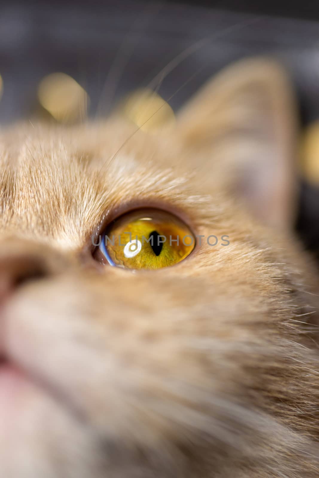 Temperamental british domestic cat looking up with one eye. Closeup view with blurred background.