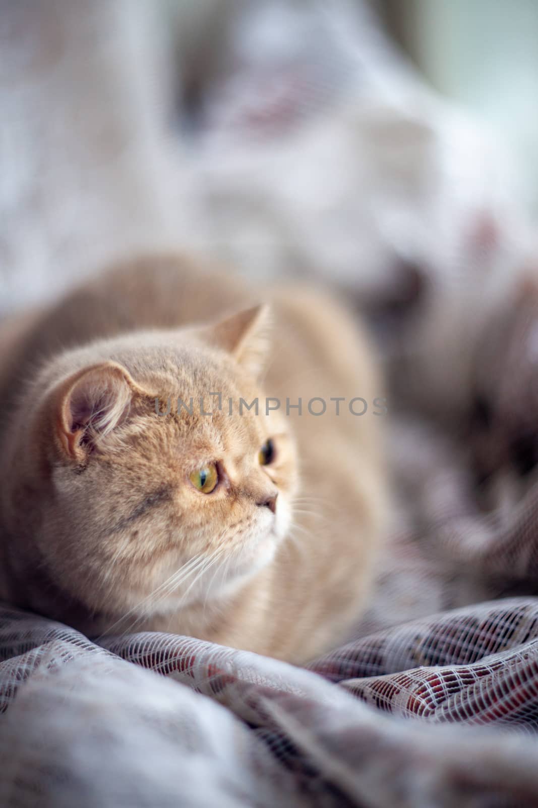 Temperamental british domestic cat looks at windows and lies on curtains with blurred bachground. Soft focus. by alexsdriver