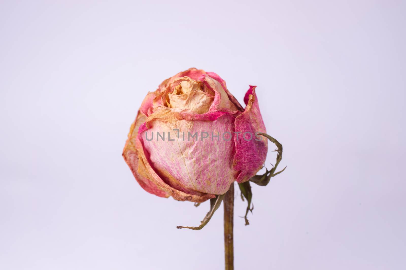 Dried small pink rose isolated on white background. Closeup view. Natur morte.