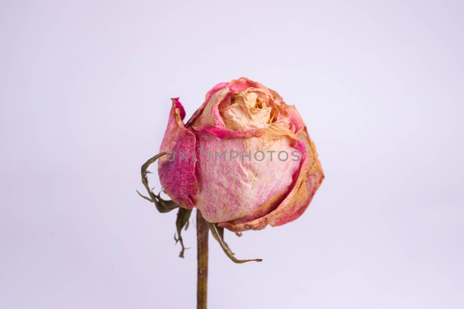 Dried small pink rose isolated on white background. Closeup view. Natur morte. 