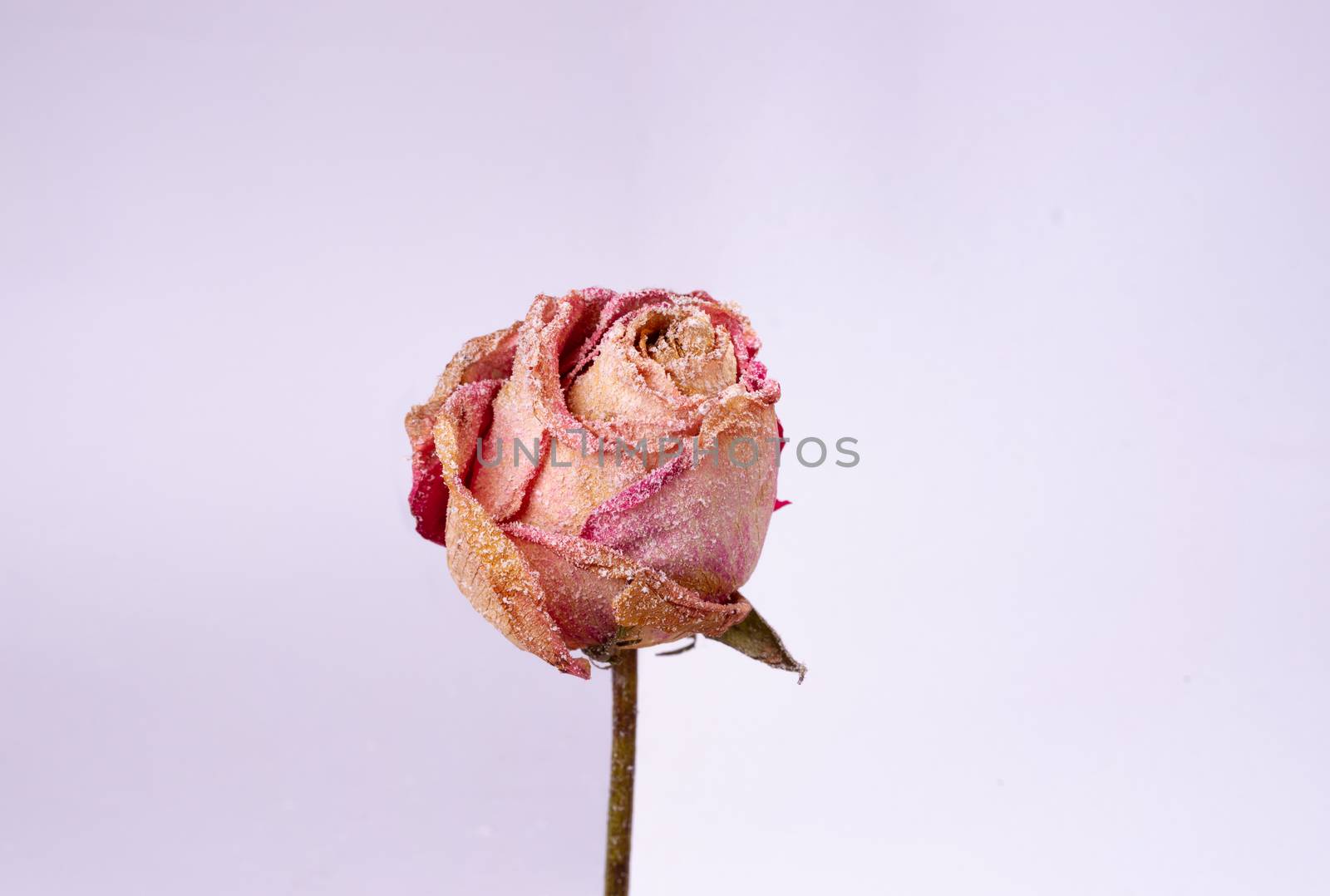 Dried small pink rose with artificial snow on white-gray background. Closeup view. Natur morte. 