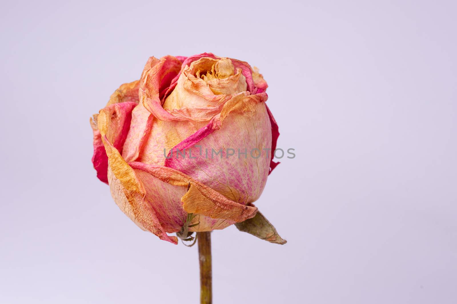 Dried small pink rose isolated on white background. Closeup view. Natur morte.