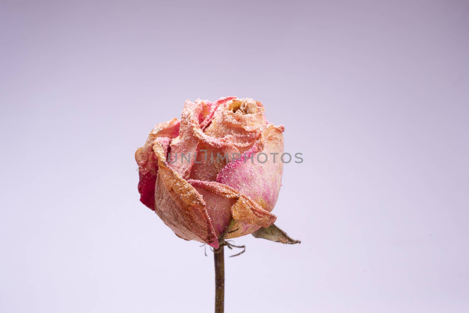 Dried small pink rose with artificial snow on white-gray background. Closeup view. Natur morte.