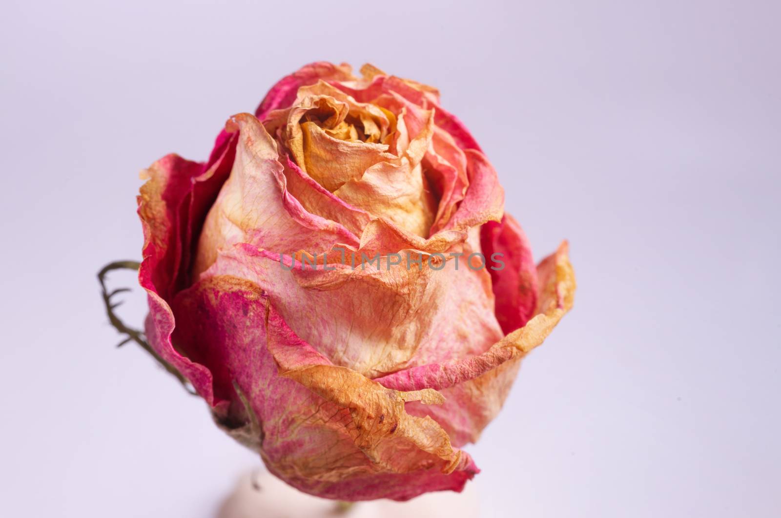 Dried small pink rose isolated on white background. Closeup view. Natur morte.