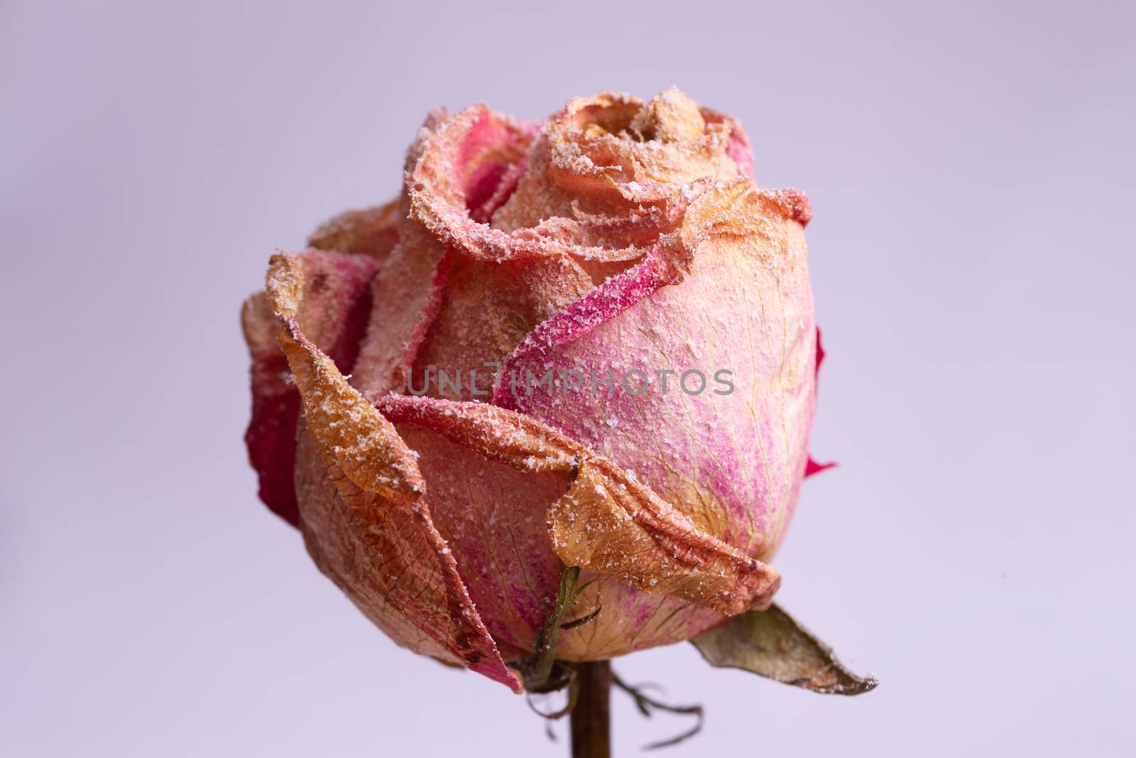 Dried small pink rose with artificial snow on white-gray background. Closeup view. Natur morte.