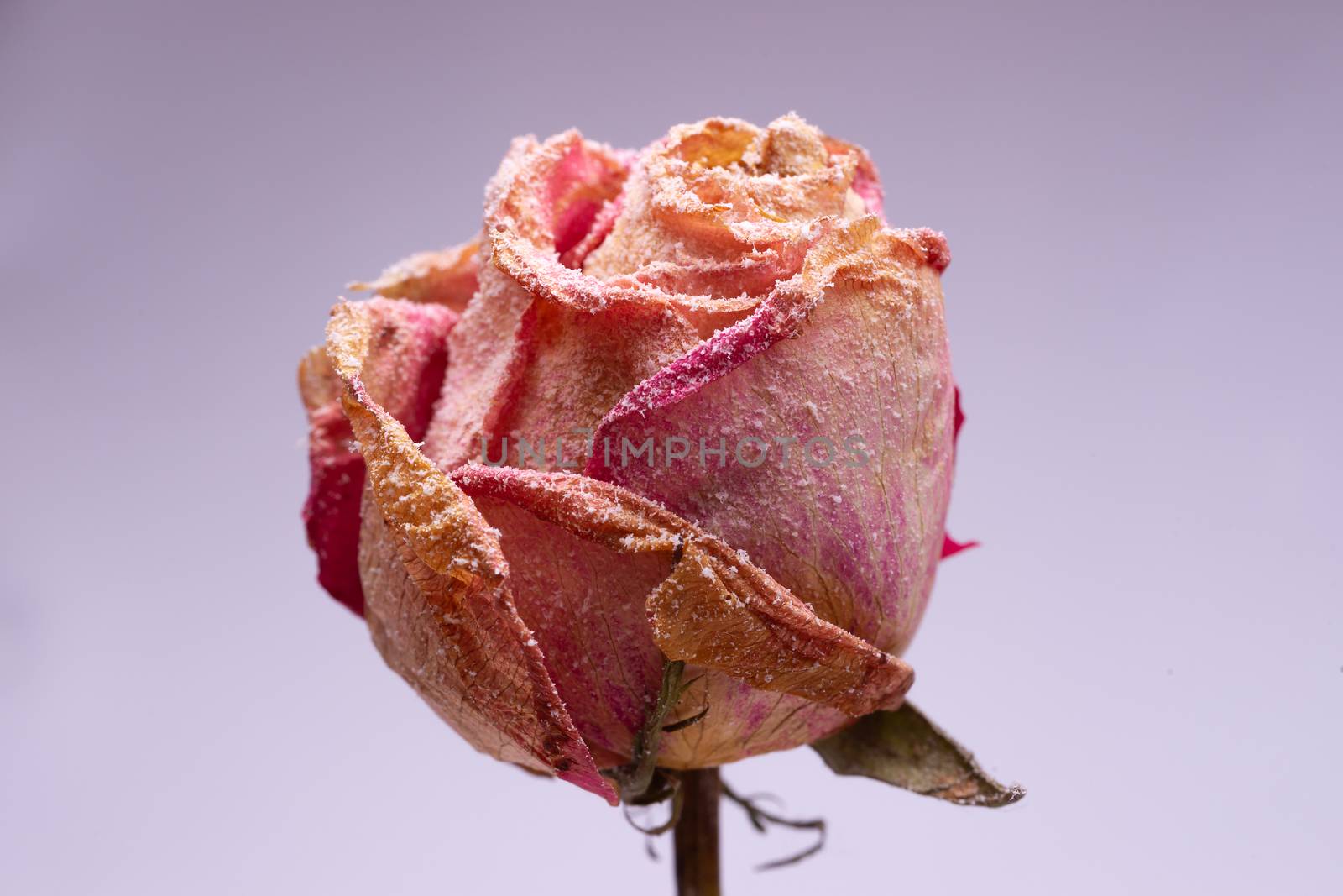 Dried small pink rose with artificial snow on white-gray background. Closeup view. Natur morte.