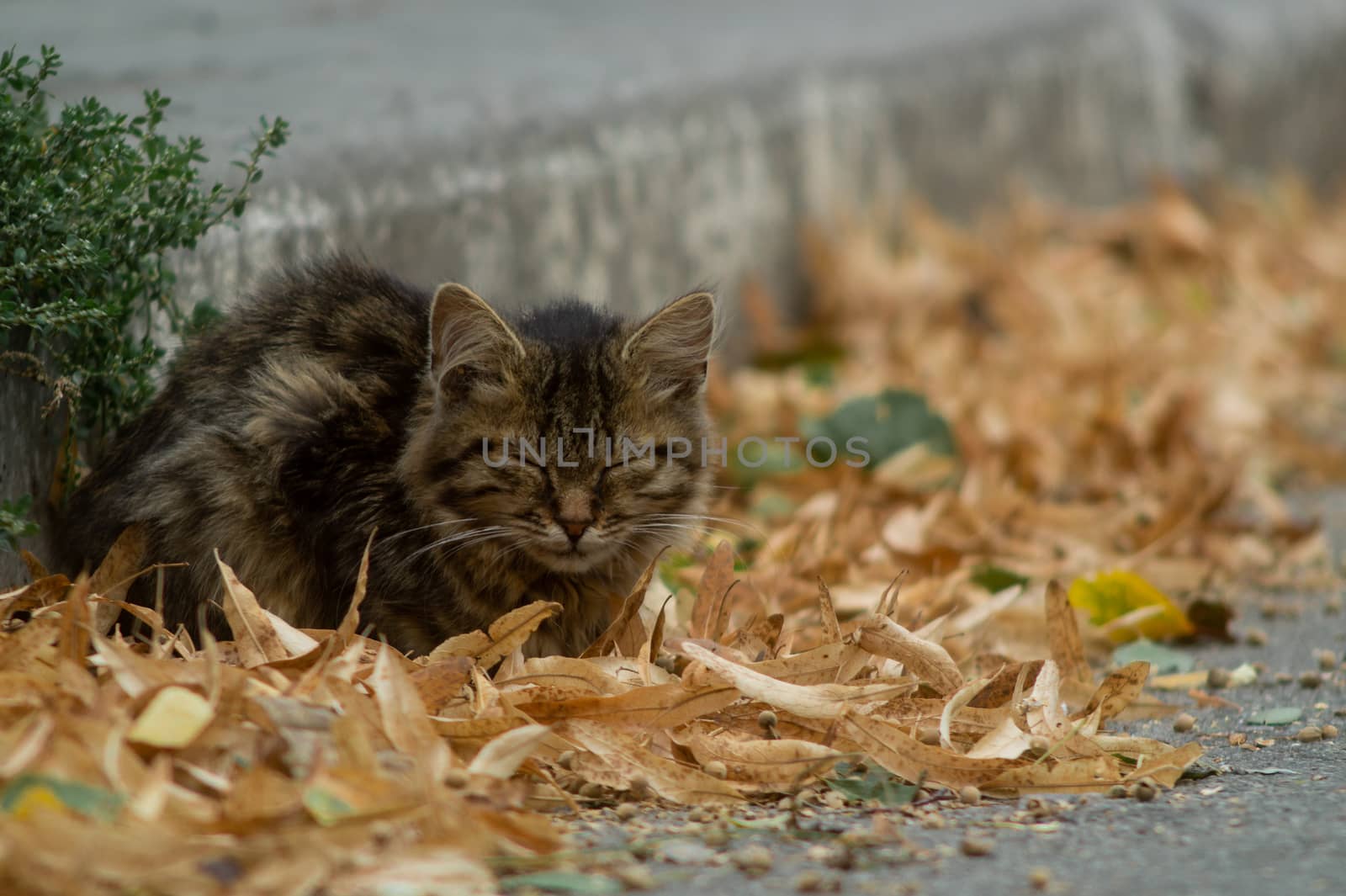 Temperamental homeless kitten looks at you  and lies in dry autumn leaves.