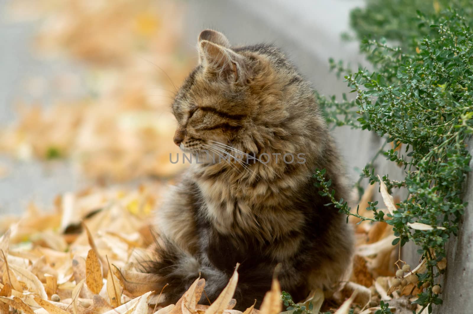 Temperamental homeless kitten looks at you  and lies in dry autumn leaves.