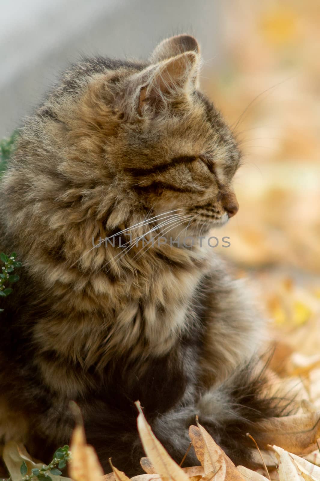 Temperamental homeless kitten looks at you  and lies in dry autumn leaves. by alexsdriver