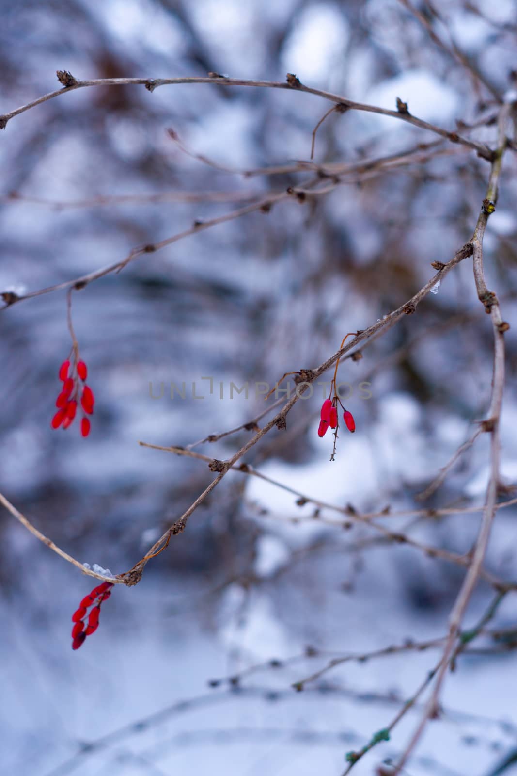 Red berries on a branch in white snow forest. Blurred background on photo.