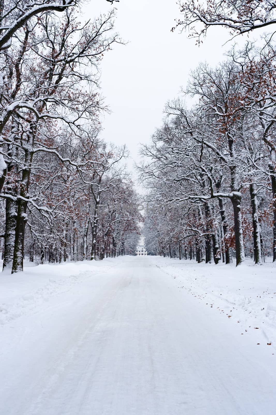 Road to house in winter forest. Trees in white snow, Christmas time.  Sharp photo.