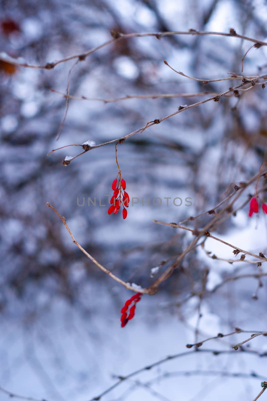Red berries on a branch in white snow forest. Blurred background on photo.