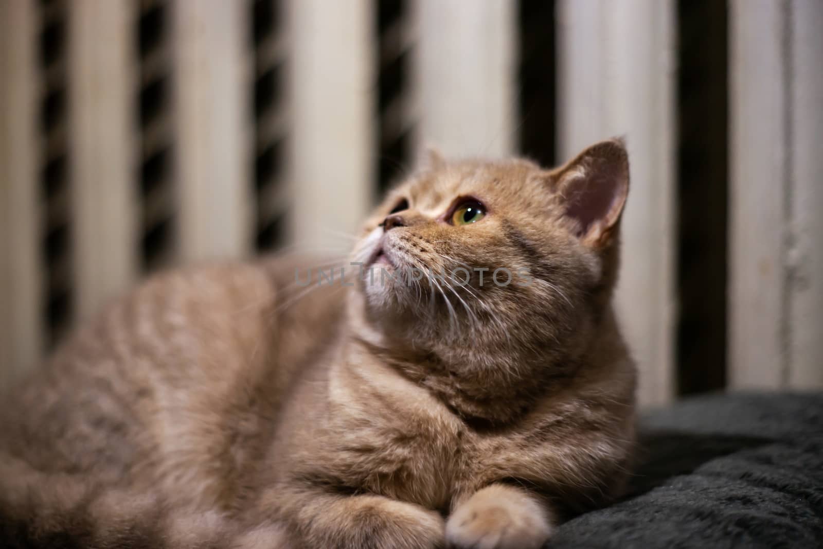 Temperamental british domestic cat looking up closeup. by alexsdriver