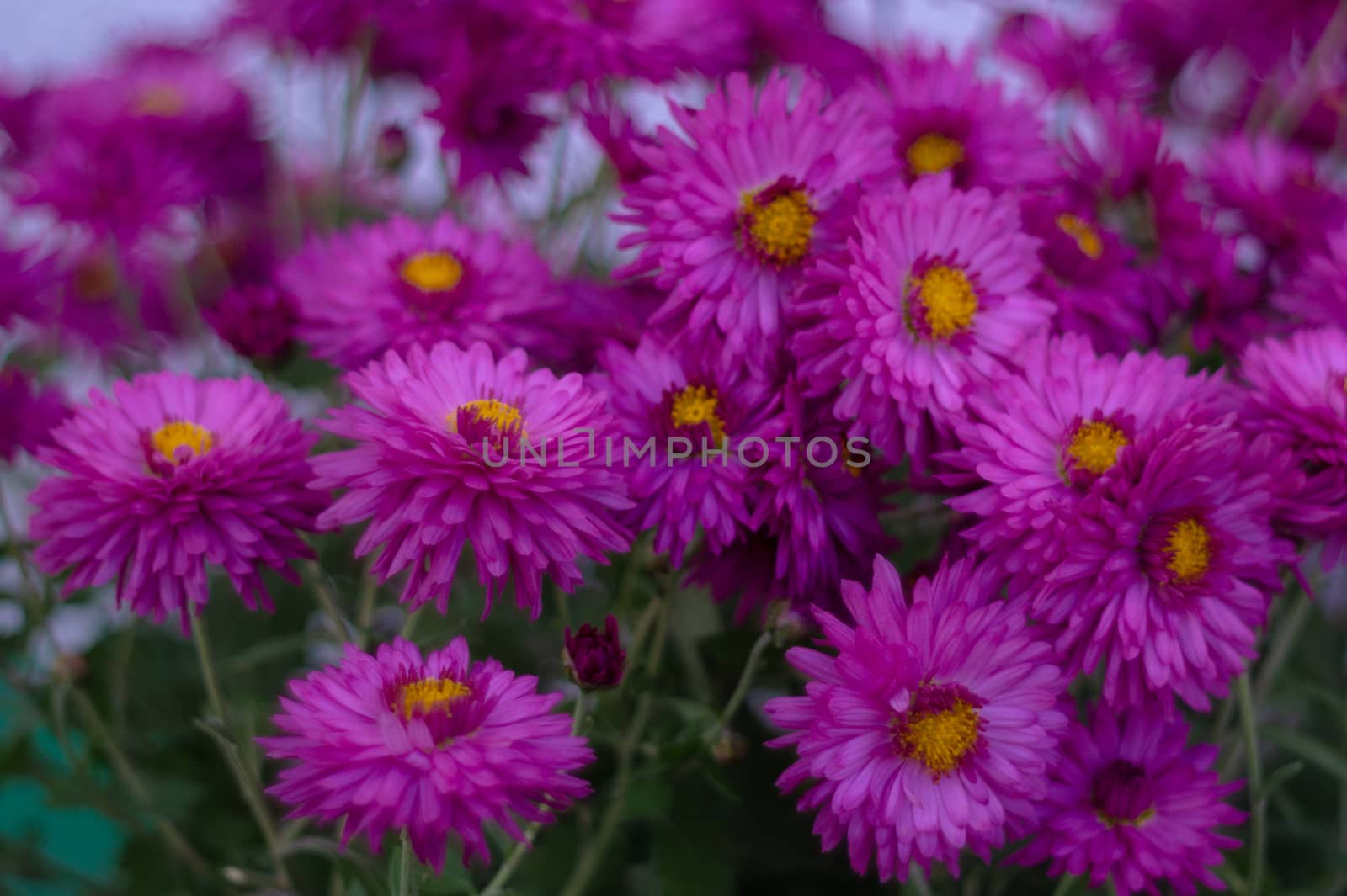 Purple chrysanthemums with blurred background and very soft focus. Art idea.