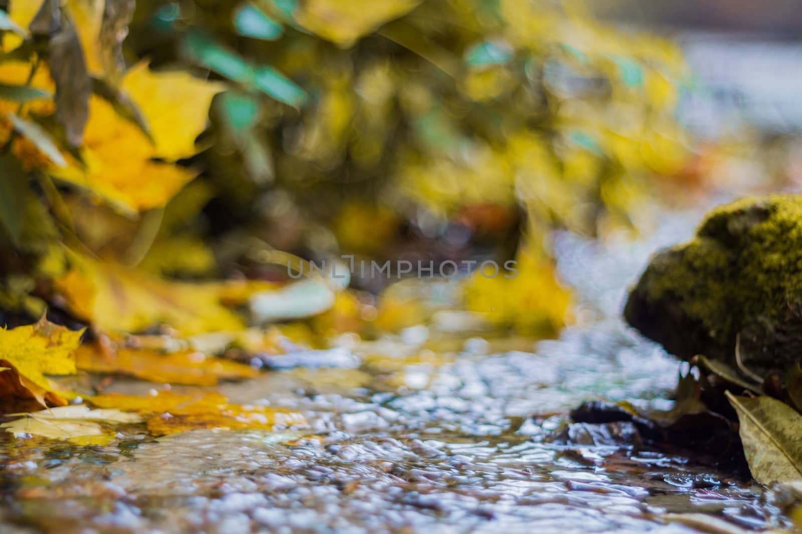 Small brook in autumn park. Many yellow leaves in foreground and blurred background. Low side closeup view. Autumn in park.