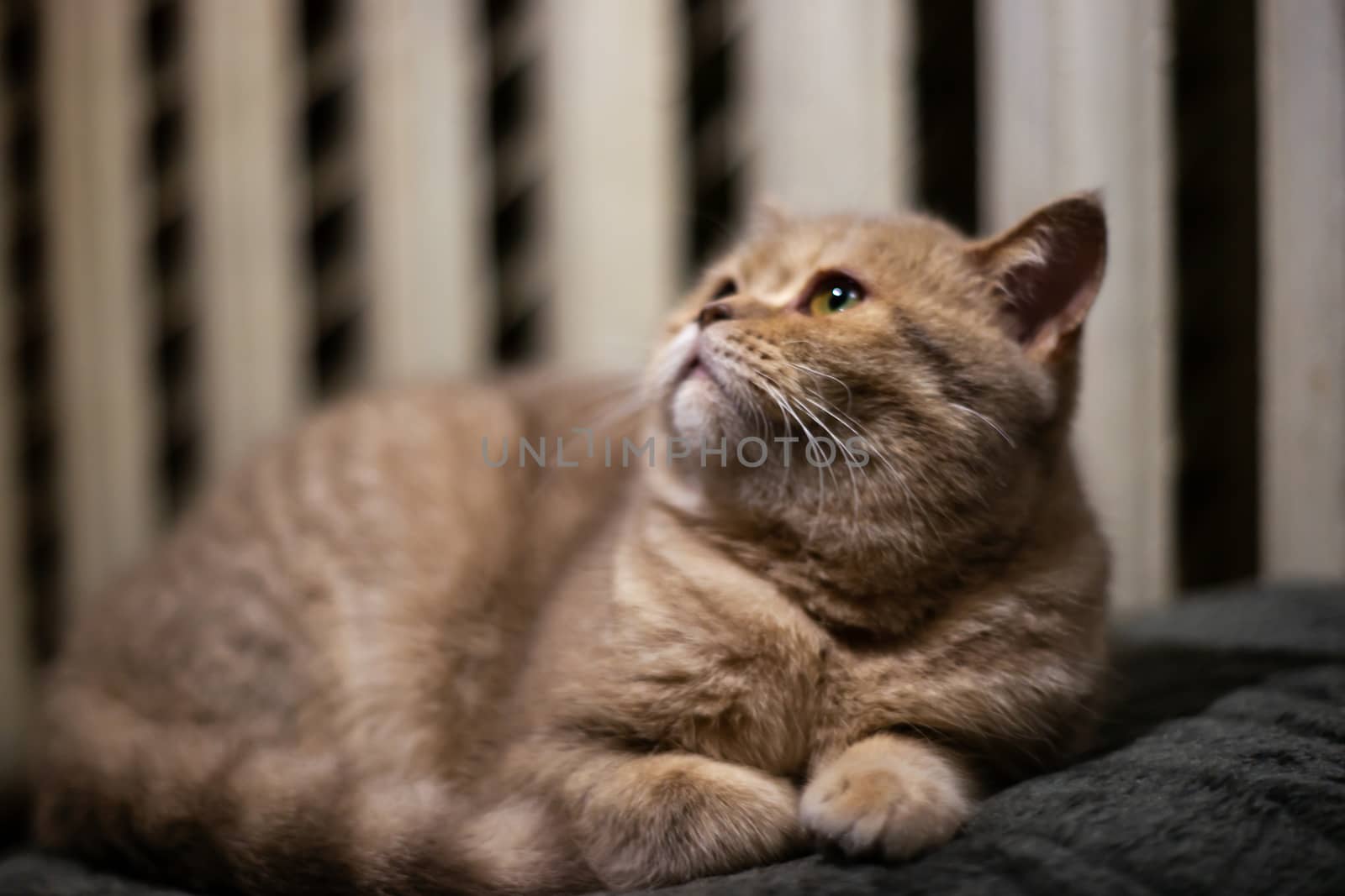 Temperamental british domestic cat looking up closeup. by alexsdriver