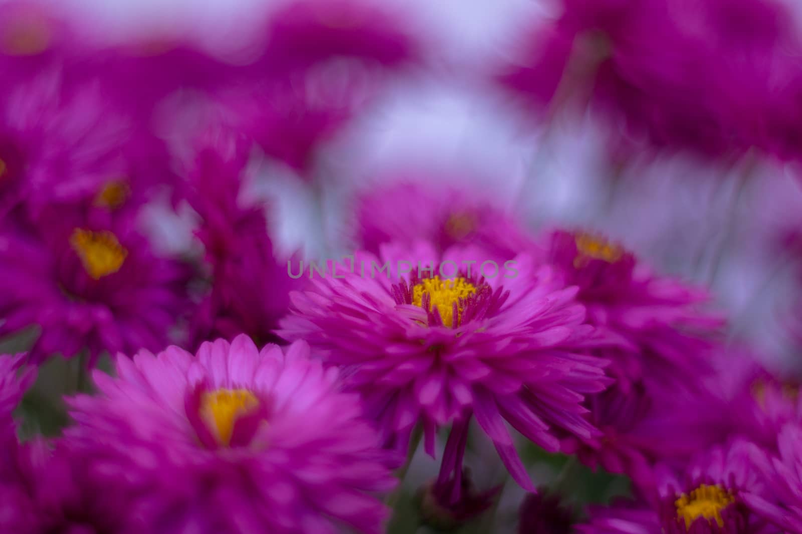 Purple chrysanthemums with blurred background and very soft focus. Art idea.