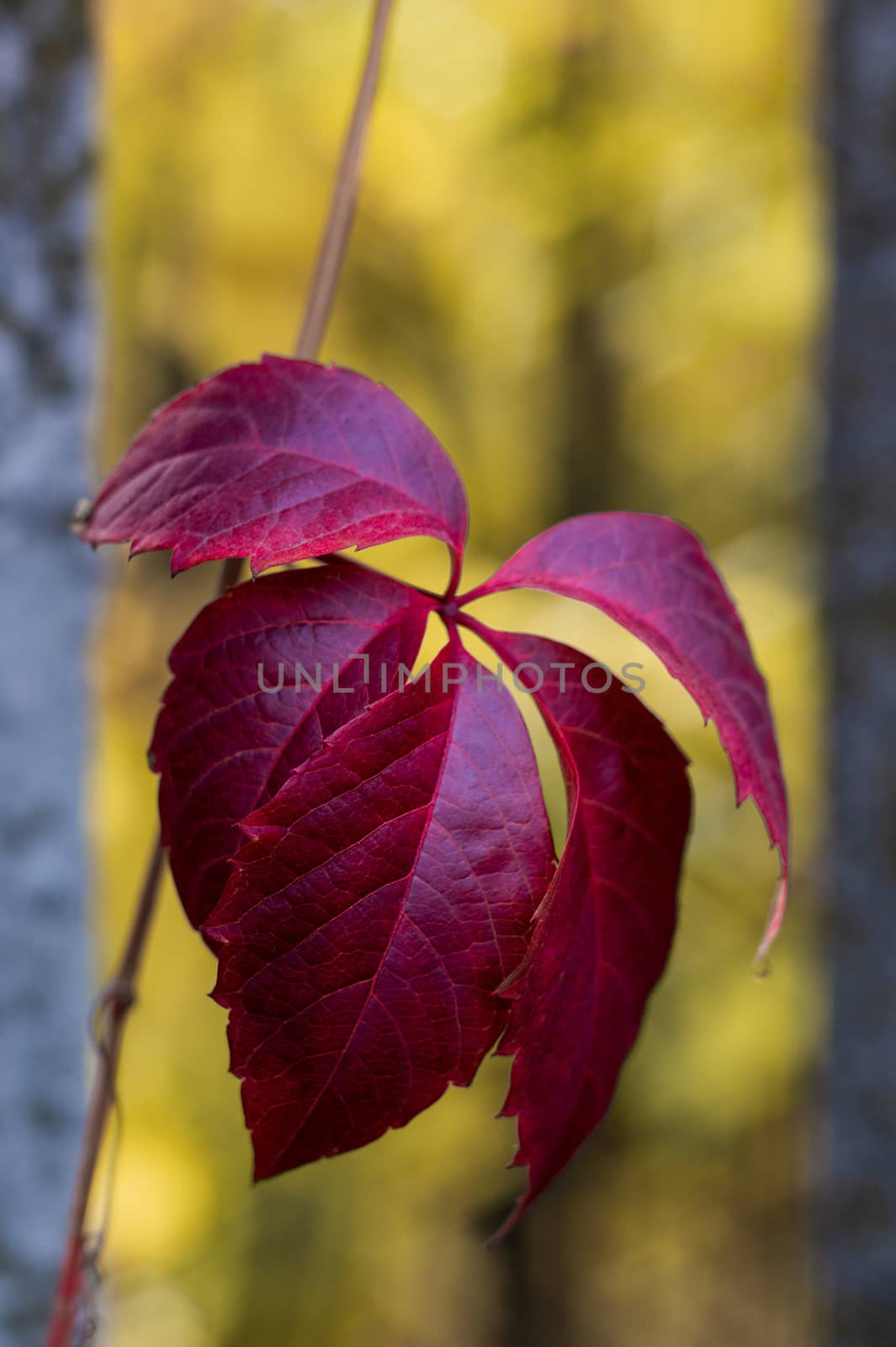 Red leaf on yellow blurred background in autumn park. Climbing plant.