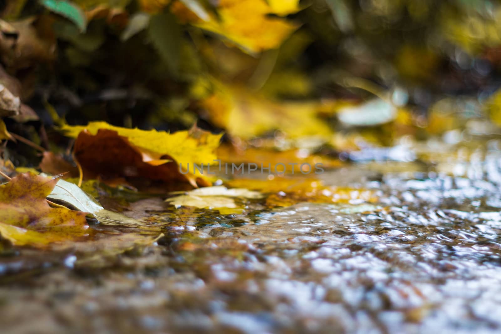 Small brook in autumn park. Many yellow leaves in foreground and blurred background. Low side closeup view. Autumn in park.