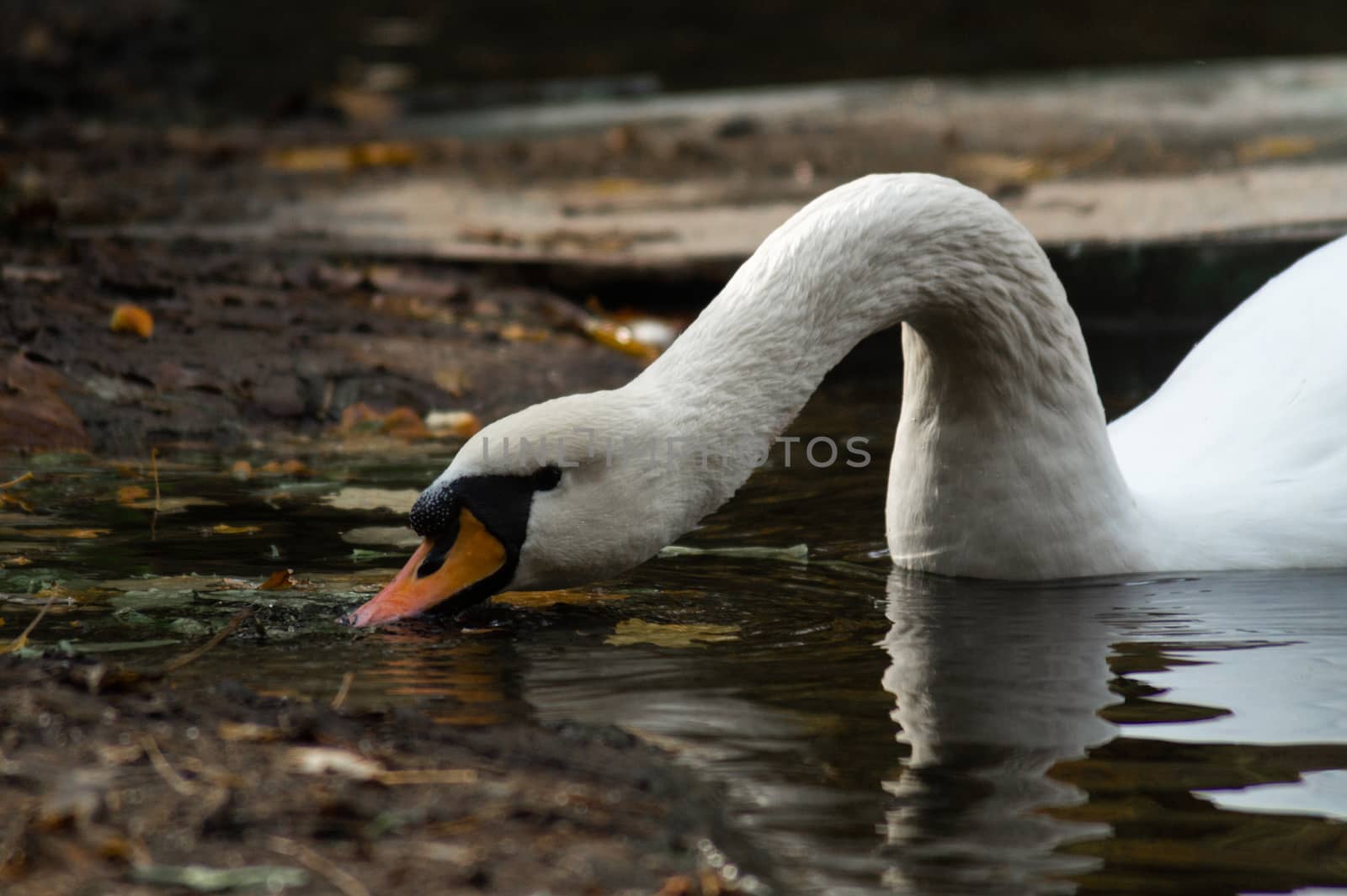 White swan with long neck eating in lake on autumn forest park. Closeup view with blurred background.