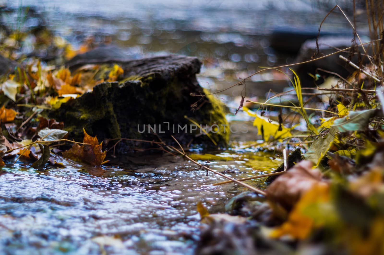 Small brook in autumn park. Many yellow leaves in foreground and blurred background. Low side closeup view. Autumn in park.