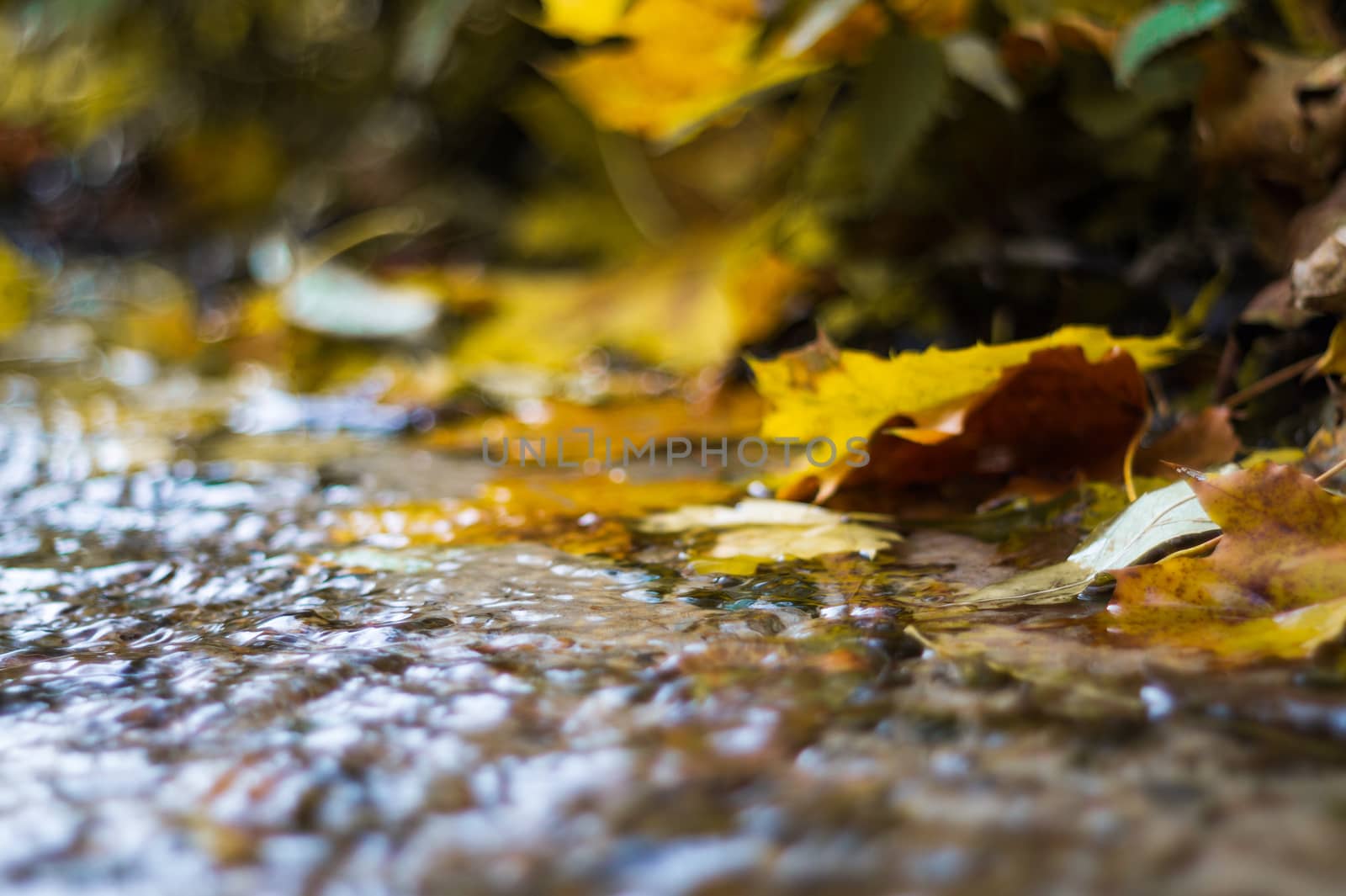 Small brook in autumn park. Many yellow leaves in foreground and blurred background. Low side closeup view. Autumn in park.