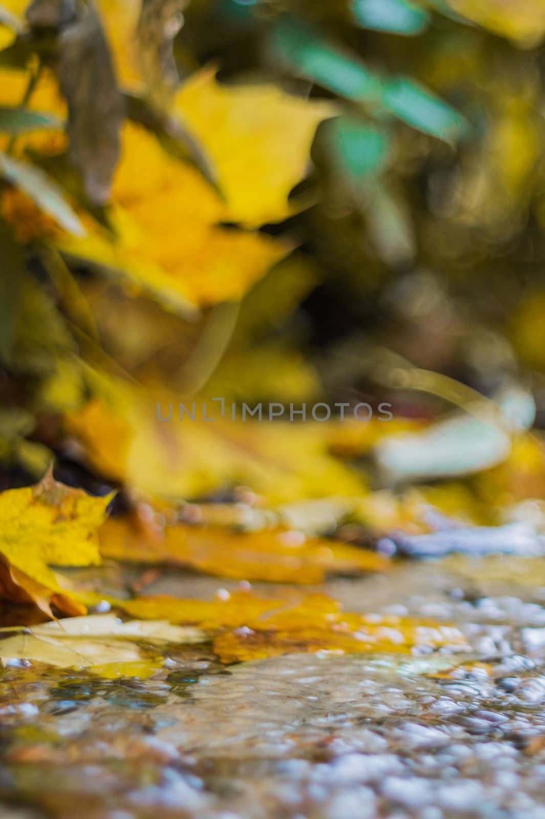 Small brook in autumn park. Many yellow leaves in foreground and blurred background. Low side closeup view. Autumn in park. by alexsdriver