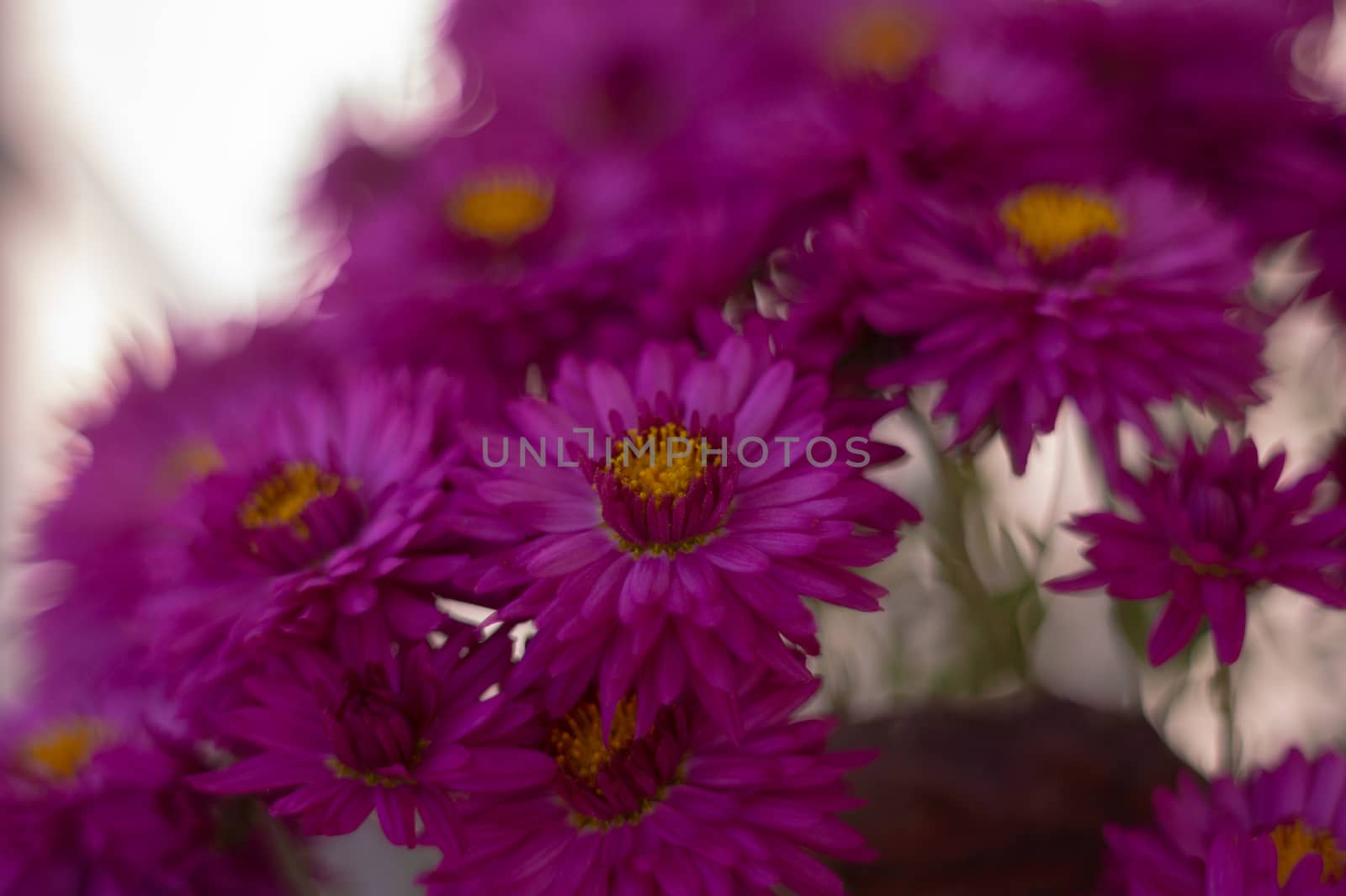 Purple chrysanthemums with blurred background and very soft focus. Art idea.