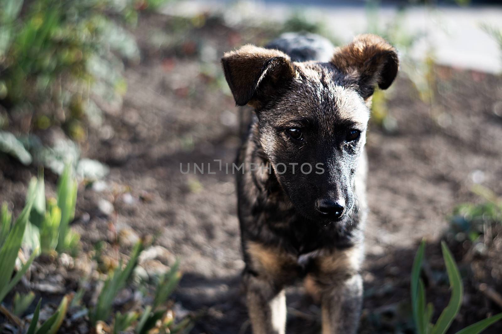 Homeless young brown dog or puppy looks at you.