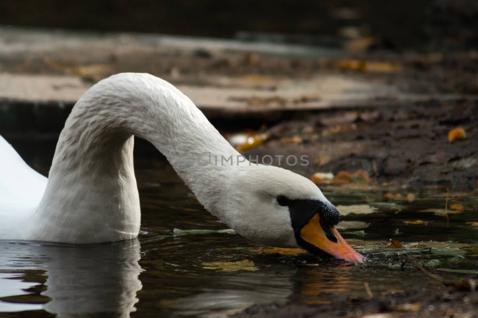 White swan with long neck eating in lake on autumn forest park. Closeup view with blurred background.