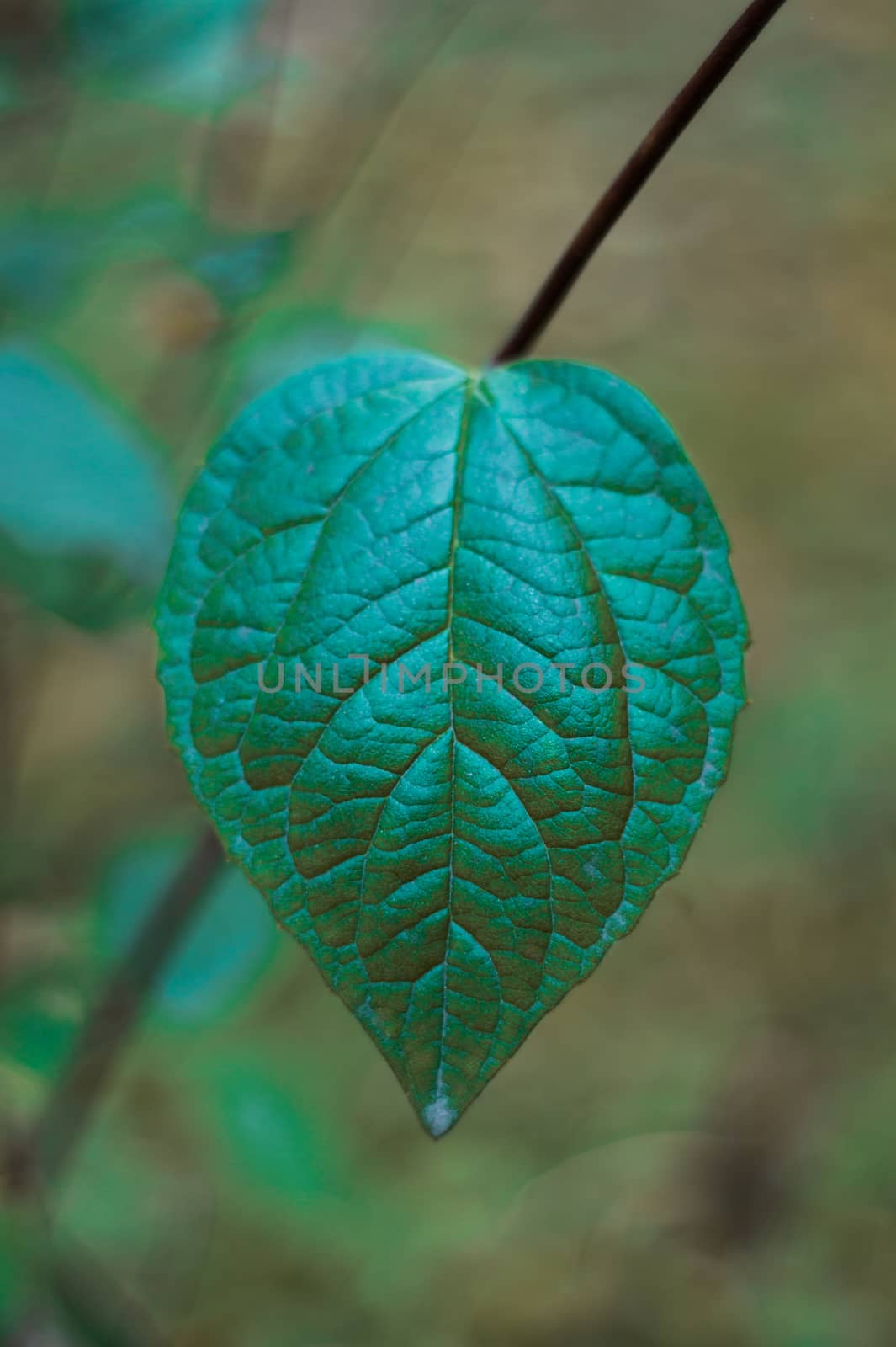 Hue green leaf in autumn park. Closeup view with blurred background. Climbing plant. by alexsdriver