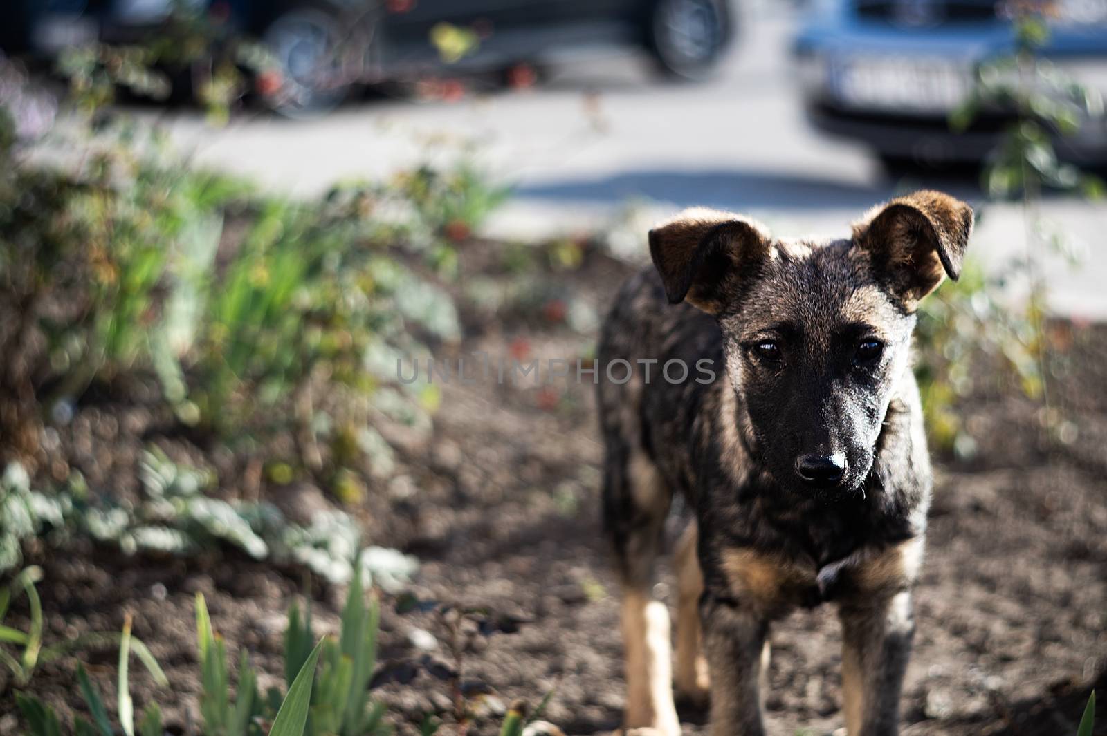 Homeless young brown dog or puppy looks at you.