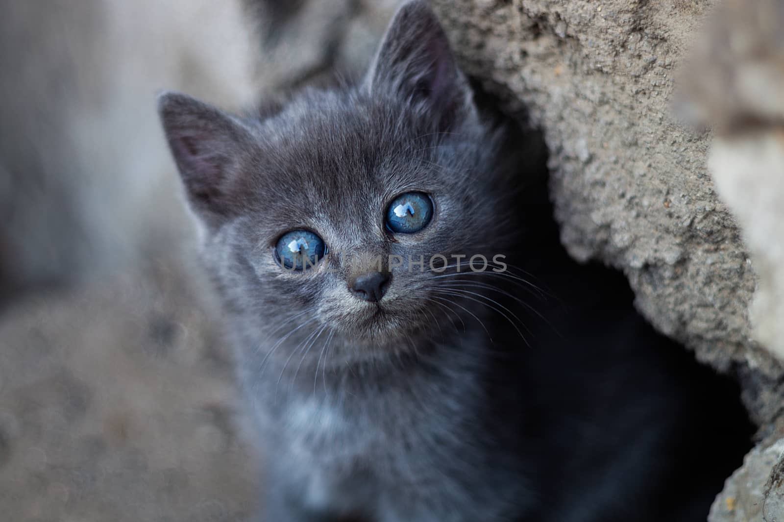 Homeless nice cute gray kitty with hue blue eyes looks at you. by alexsdriver
