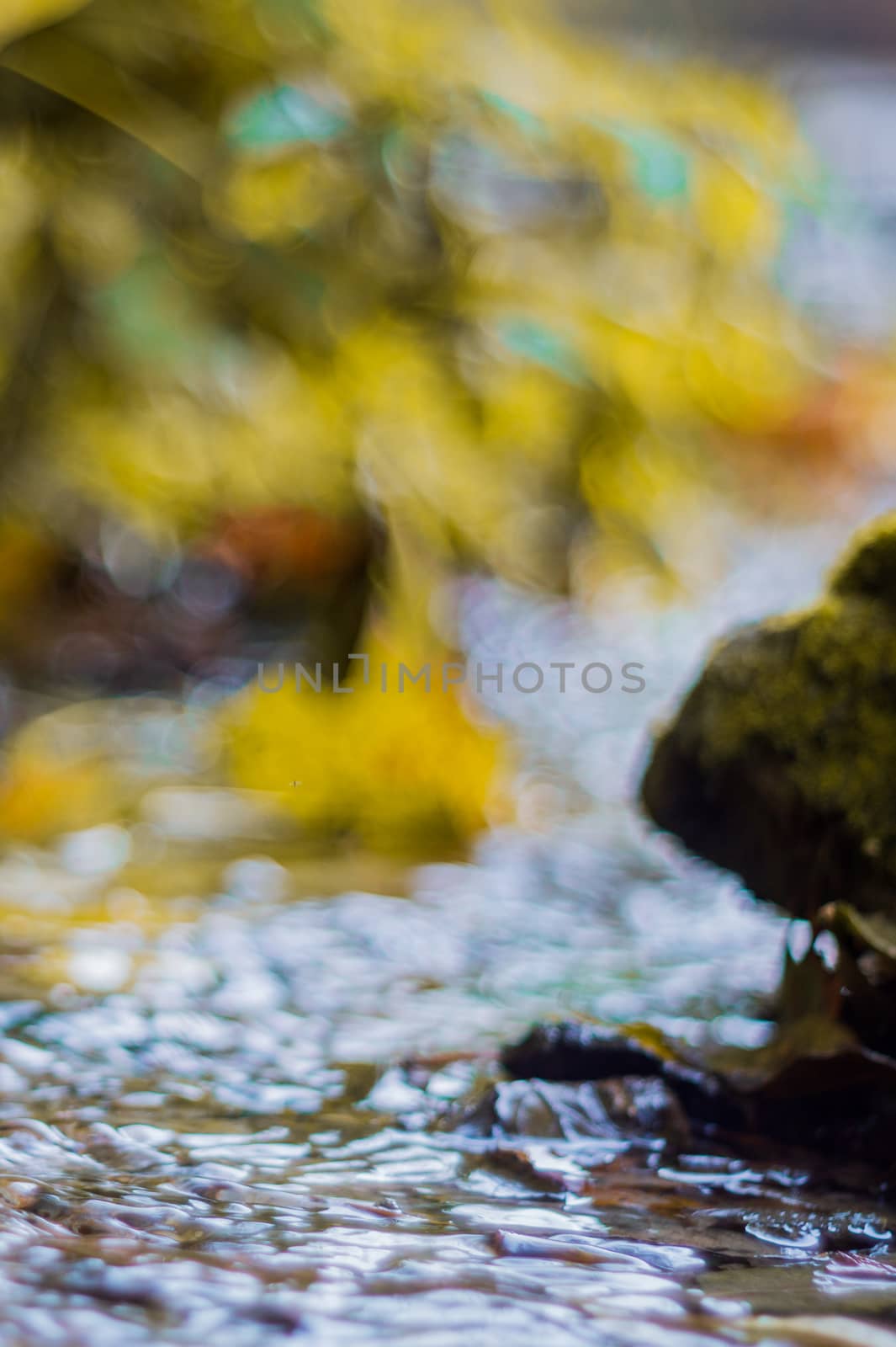 Small brook in autumn park. Many yellow leaves in foreground and blurred background. Low side closeup view. Autumn in park.