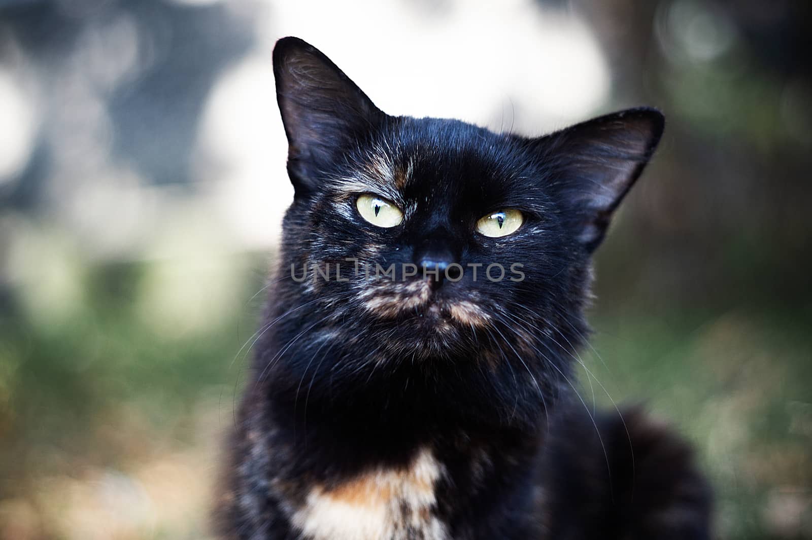 Temperamental homeless black cat looks at you in a big city.