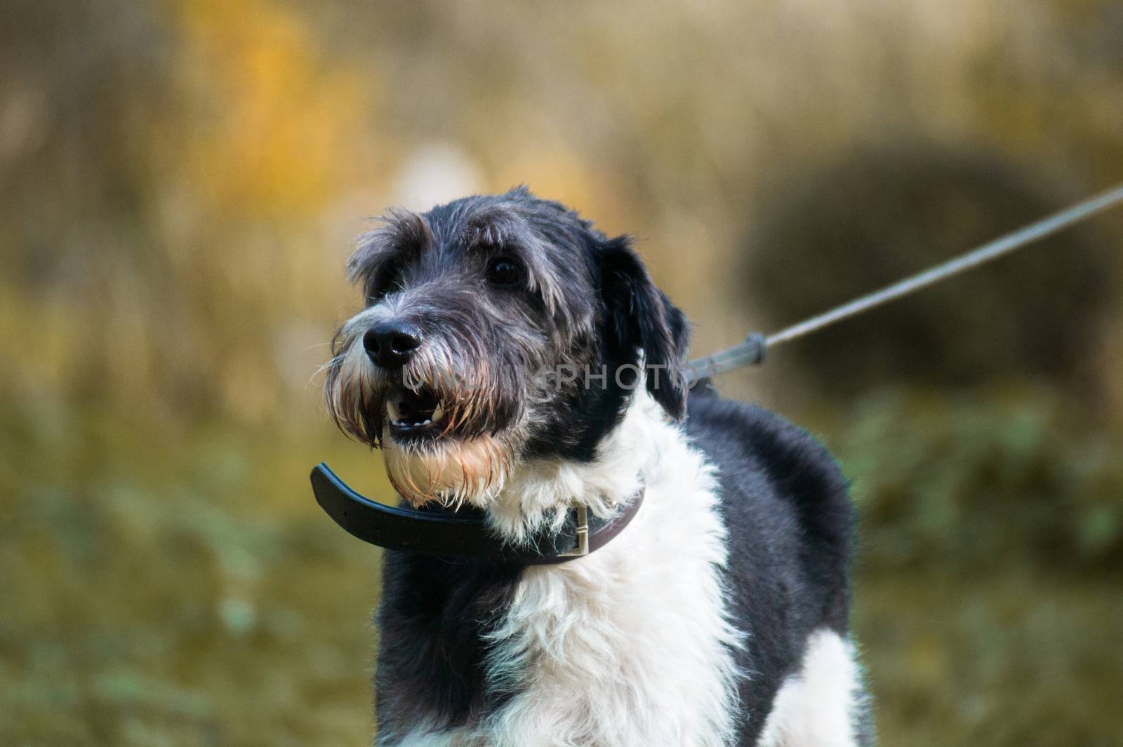 Domestic dog barks in autumn park. Closeup view with blurred background.