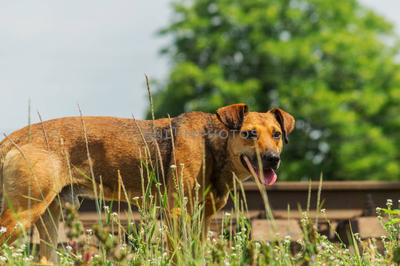 Homeless dog beside railway search a food on a hot day.