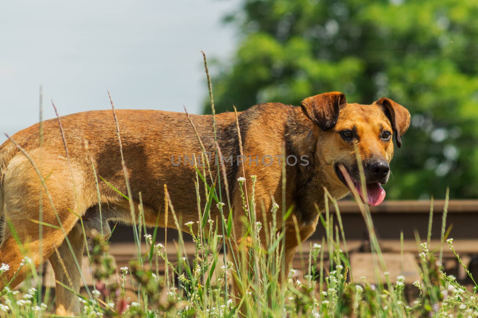 Homeless dog beside railway search a food on a hot day.