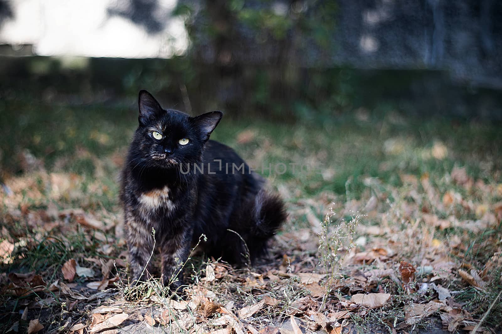 Temperamental homeless black cat looks at you in a big city. by alexsdriver