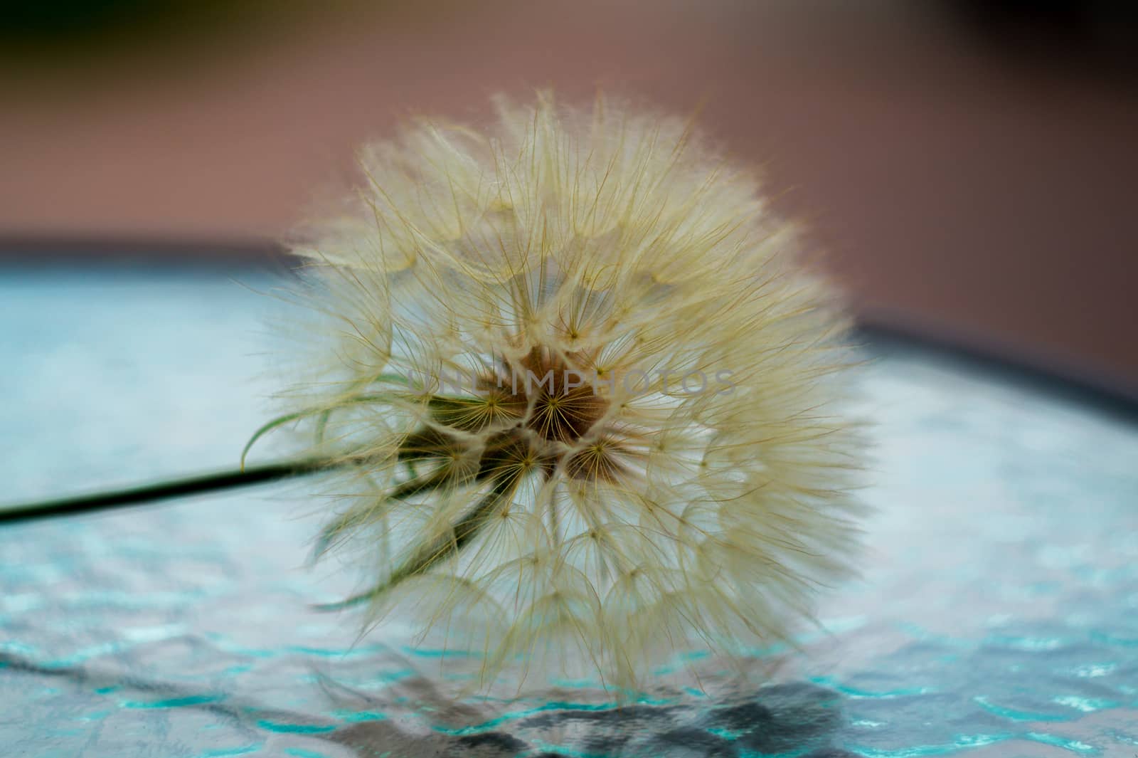 A dandelion flower with seeds on glass clear table.